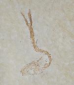 Leptolepides sprattiformis (BLAINVILLE 1818) - Bild © FossNet FossilienStore